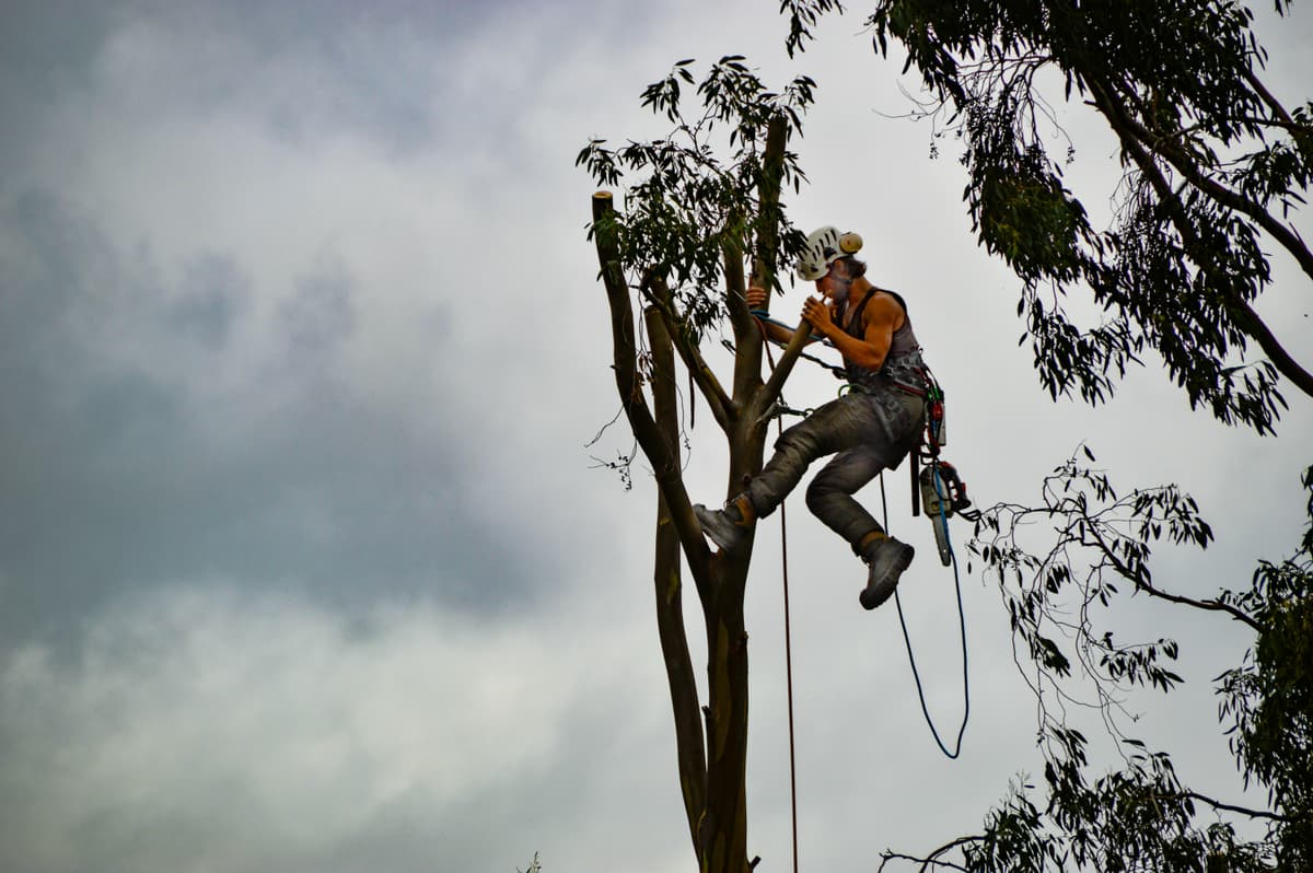 Arborist working high in a tree